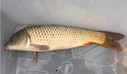 鲤鱼养殖爆料方法视频,视频爆料高效养殖技巧